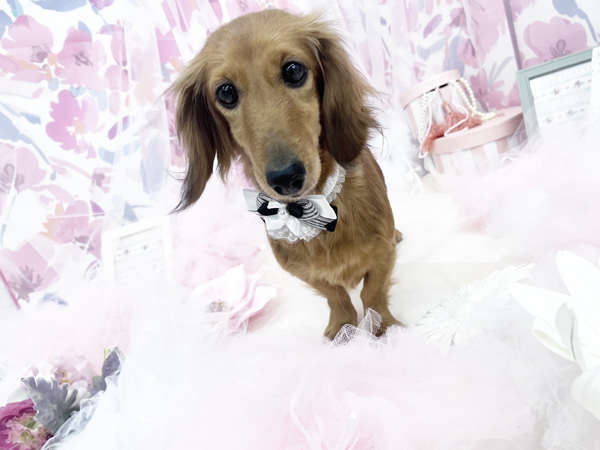 生徒が撮影したモデル犬写真♪